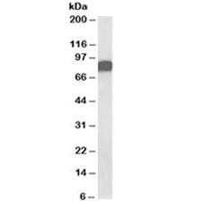Anti-CD44