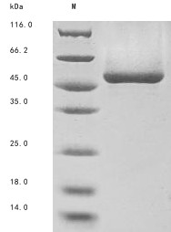 Phospholipase A2 group XV (PLA2G15), dog, recombinant
