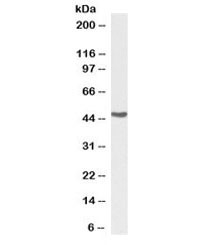 Anti-Argininosuccinate synthetase 1 Biotin Conjugate