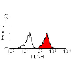 Anti-HLA A2, clone BB7.2