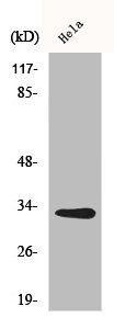 Anti-CNOT7