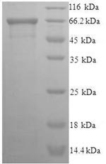 Eukaryotic translation initiation factor 5 (EIF5), human, recombinant