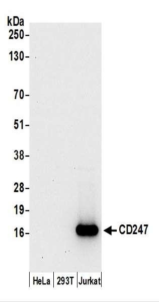 Anti-CD247/CD3Z