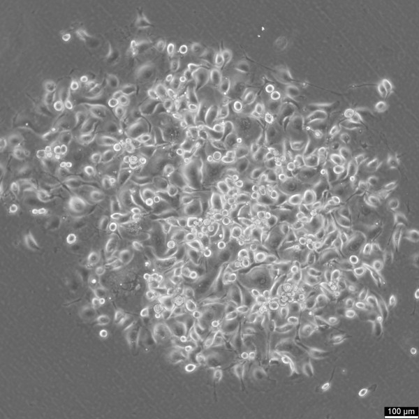 HCC366 Cells