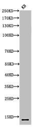 Anti-Acetyl-Histone H4 (K16)