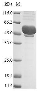 Truncated plaque-size/host range protein (PS/HR), Vaccinia virus, recombinant