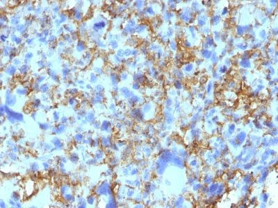 Anti-HLA-DRB(LN-3), CF568 conjugate, 0.1mg/mL