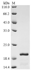 Ribonuclease 7 (RNASE7), human, recombinant