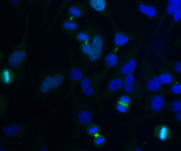 Anti-Aurora B, clone 3F11