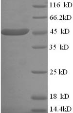 L-lactate dehydrogenase (lldD), Escherichia coli O9:H4, recombinant