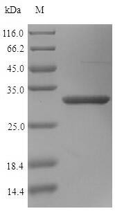 Mimecan (OGN), human, recombinant