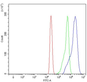 Anti-SBDS / Shwachman-Bodian-Diamond syndrome protein