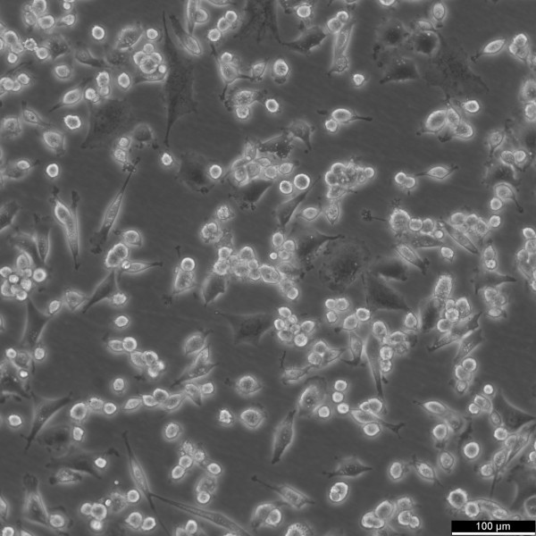 DH82 Cells