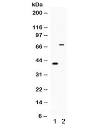 Anti-Cd46