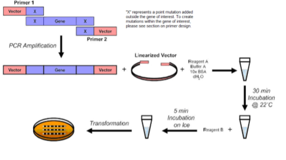 Fast and Efficient Mutagenesis Kit without Competent Cells