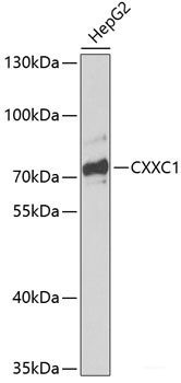 Anti-CXXC1