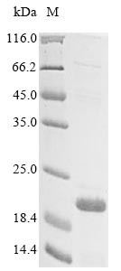 Transmembrane protein 132A (TMEM132A), partial, human, recombinant