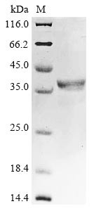 Bone morphogenetic protein 4 (BMP4), bovine, recombinant