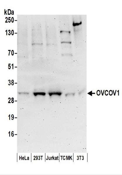 Anti-OVCOV1