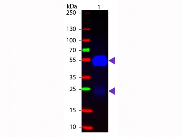 Anti-Rabbit IgG (H&amp;L) [Goat] Fluorescein conjugated Fab fragment