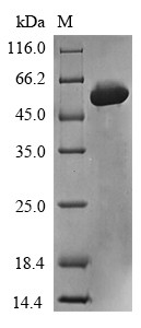 Meteorin-like protein (METRNL), human, recombinant