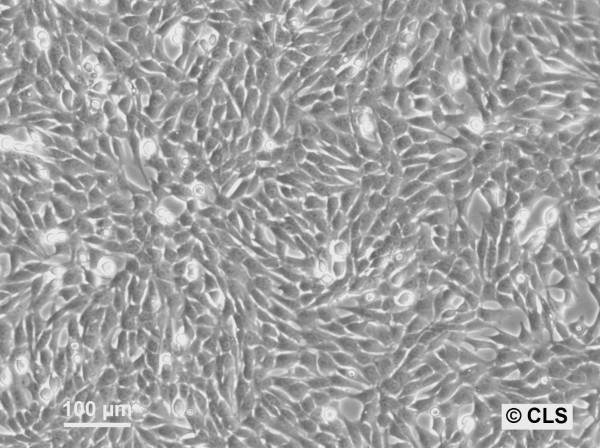 NRK-Pom121-EGFP3 Cells