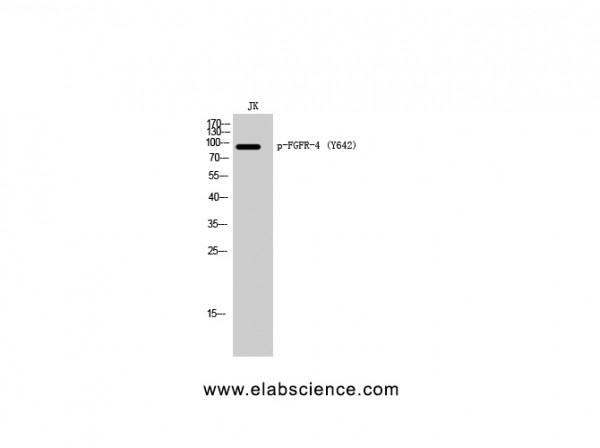 Anti-Phospho-FGFR-4 (Tyr642)