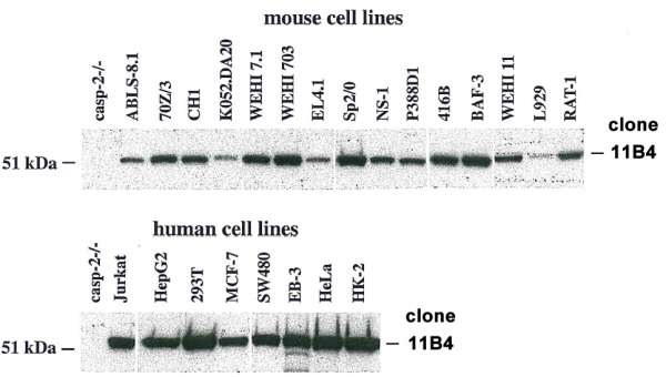 Anti-Caspase-2, clone 11B4