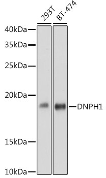 Anti-DNPH1