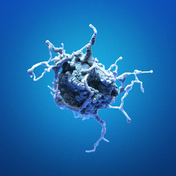 M-MSV-Balb/3T3 Cells