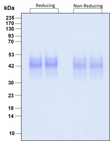 SCF HumanKine(R) recombinant human protein