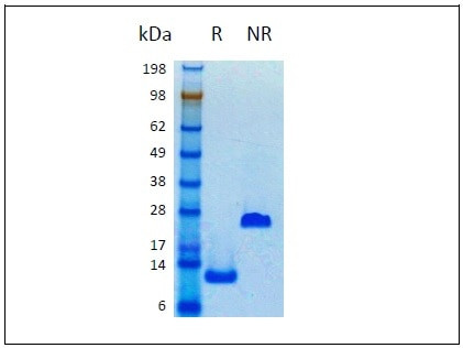 TGF beta 1 HumanKine(R) recombinant human protein
