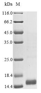 Serum amyloid A-3 protein (Saa3), partial, mouse, recombinant