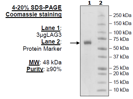 LAG3, His-Tag, HiP(TM)