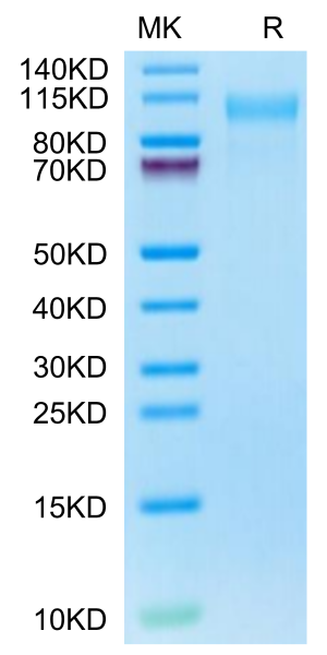 Cynomolgus CD31/PECAM-1 Protein