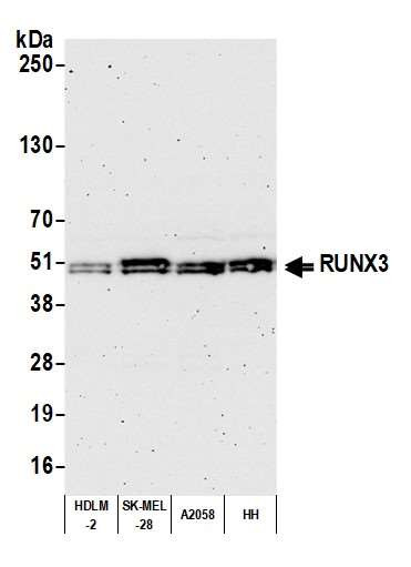 Anti-RUNX3 Recombinant Monoclonal