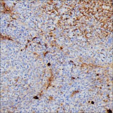 Anti-Human IgG3