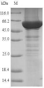Steroid 21-hydroxylase (CYP21A2), human, recombinant