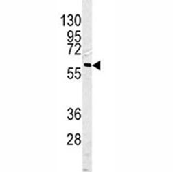 Anti-Caspase-10