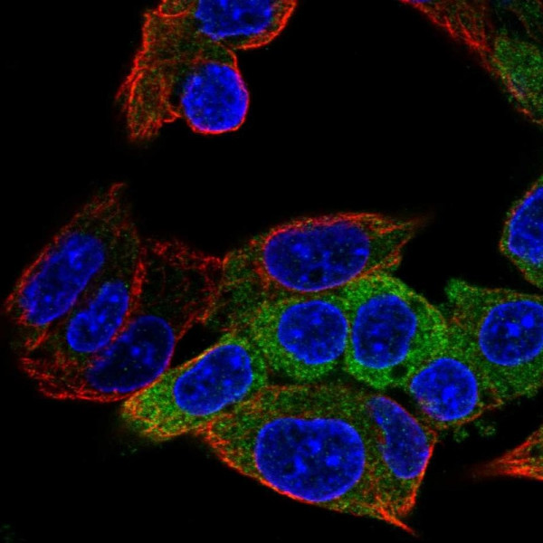 Anti-ALDH1L1