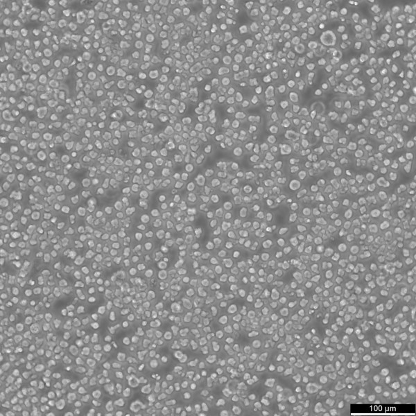 KMS-12-PE Cells