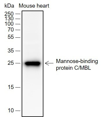 Anti-Recombinant MBL2, clone A694