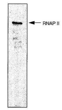 Anti-RNA Polymerase II CTD repeat YSPTSPS [CTD 4H8], clone CTD 4H8