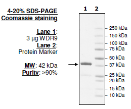 WDR9 (BRWD1), human recombinant protein, N-terminal GST-tag