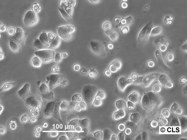 CLS-145 Cells