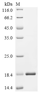 Calponin-2 (CNN2), partial, human, recombinant