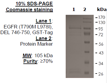 EGFR (T790M L978I), DEL 746-750, GST-Tag