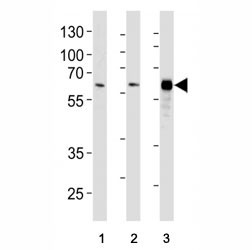 Anti-HDAC1, clone 1061CT1.3.1