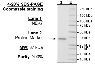 NEK7, His-Tag