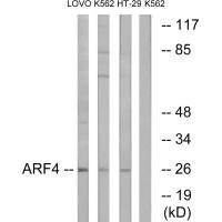 Anti-ARF4